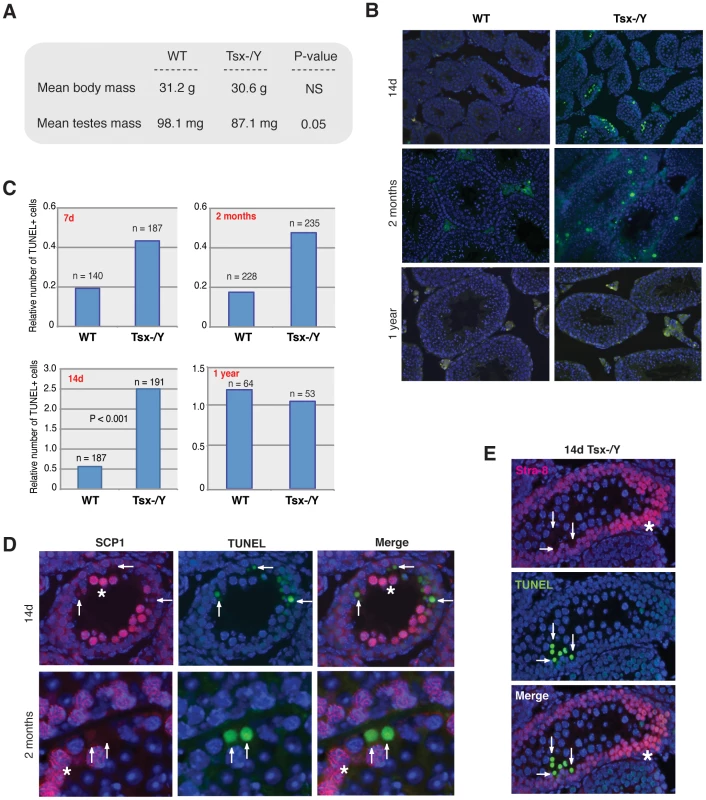 <i>Tsx<sup>KO</sup></i> affects testes size and induces pachytene-specific apoptosis.