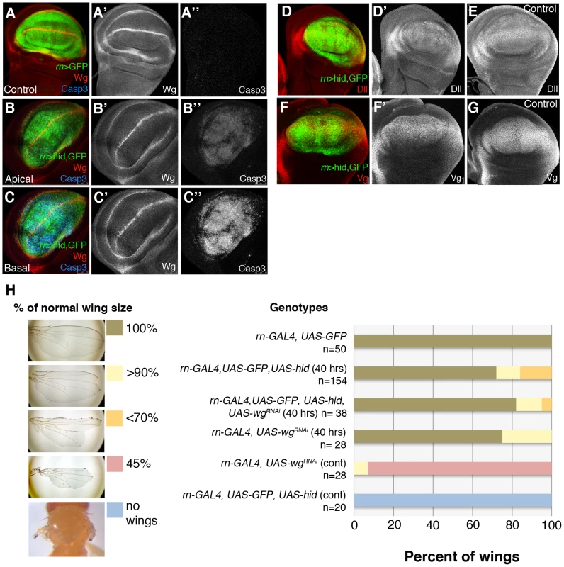 Wg signalling in discs under ablation.