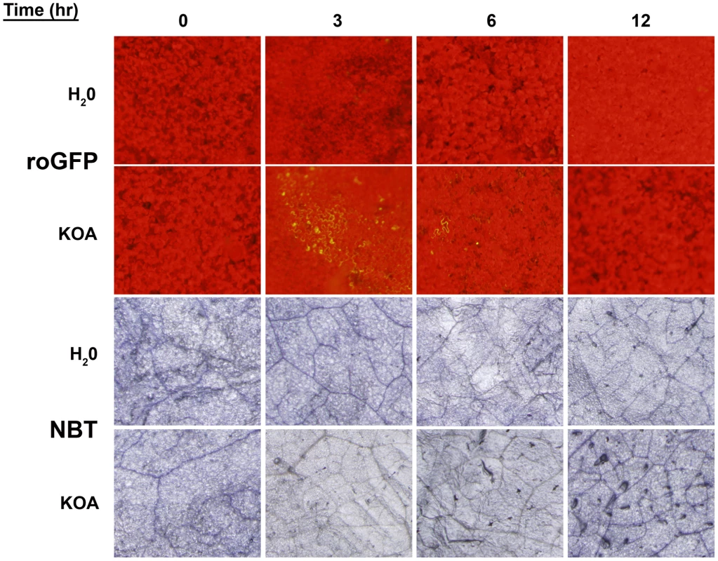 Oxalic acid induces reducing conditions that correlates with the dampening of the host oxidative burst.