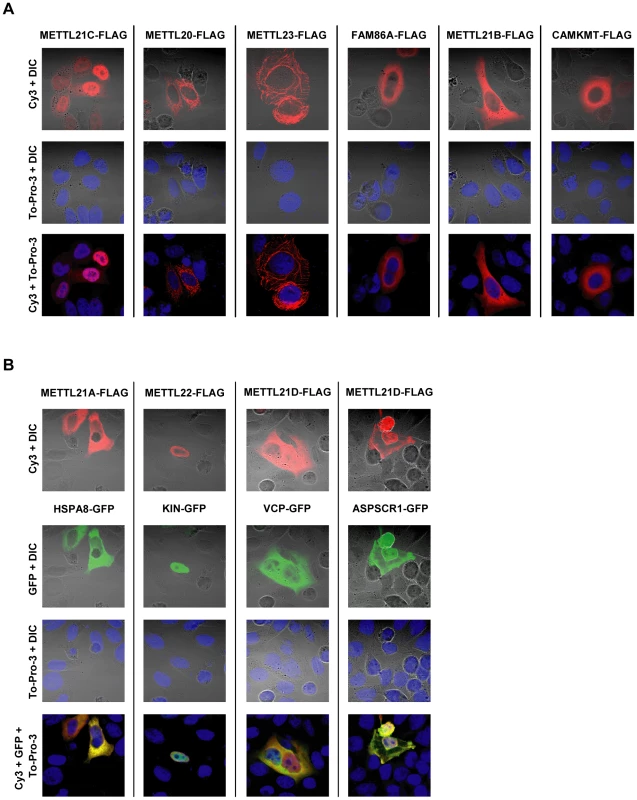 Intracellular distribution of putative methyltransferases and colocalization with identified substrates as shown by immunofluorescence.