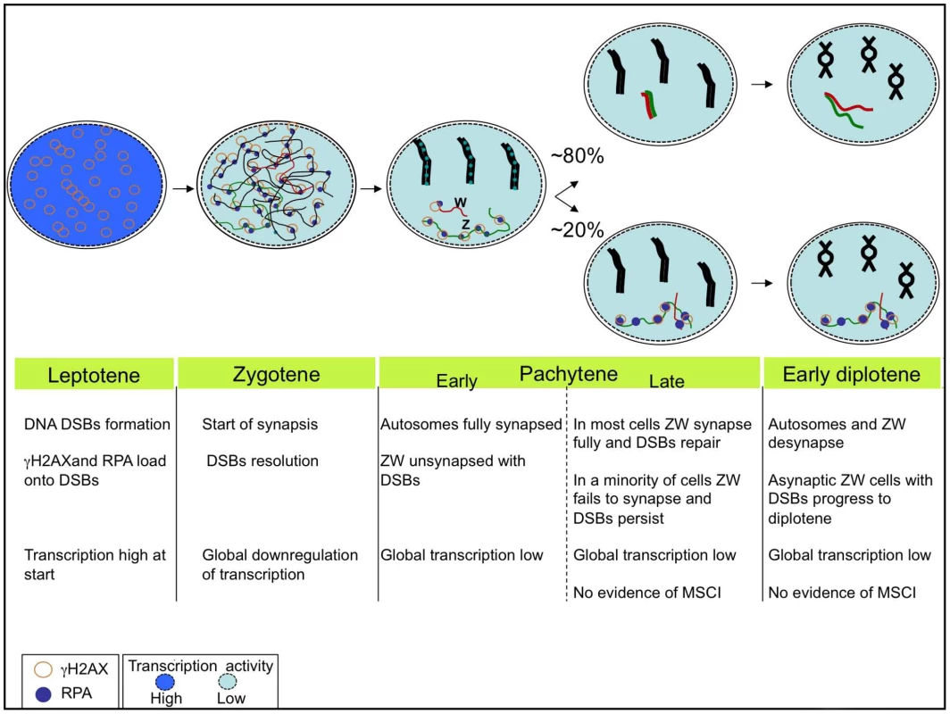 The chick sex chromosome meiotic synaptic behaviour: a new model.
