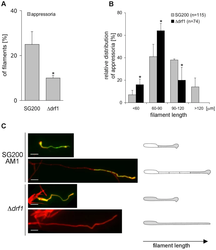 <i>drf1</i> mutants are affected in appressoria formation in long filaments.
