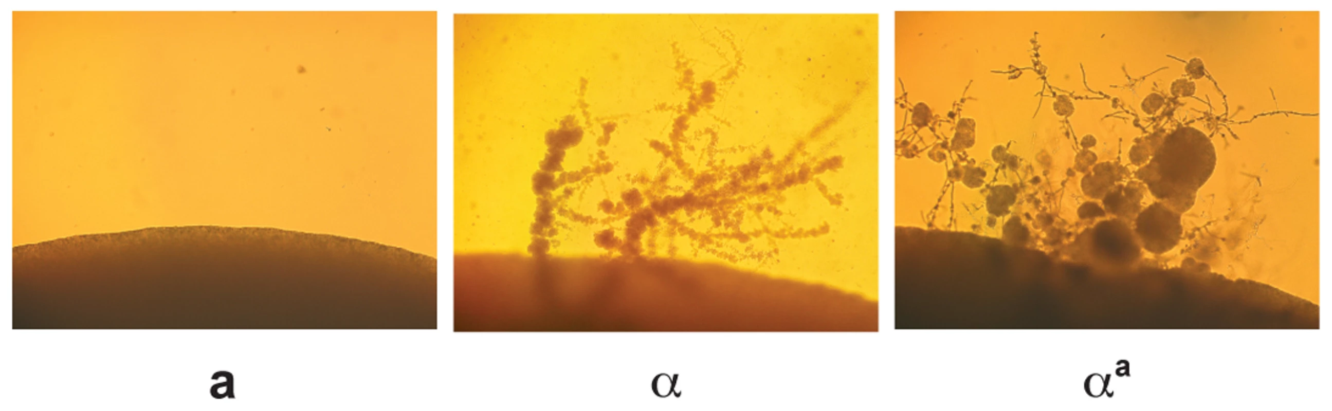 α<sup>a</sup> cells undergo α fruiting.