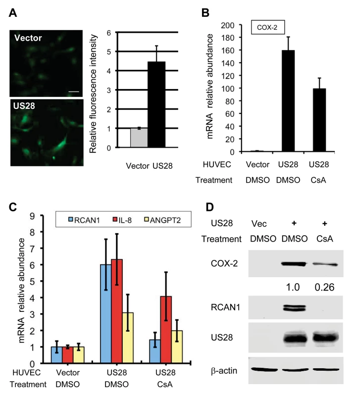 HCMV US28 activates the NFAT signaling cascade.