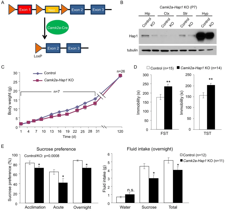 <i>camk2a-Hap1</i> conditional KO mice also display adult depressive-like behavior.