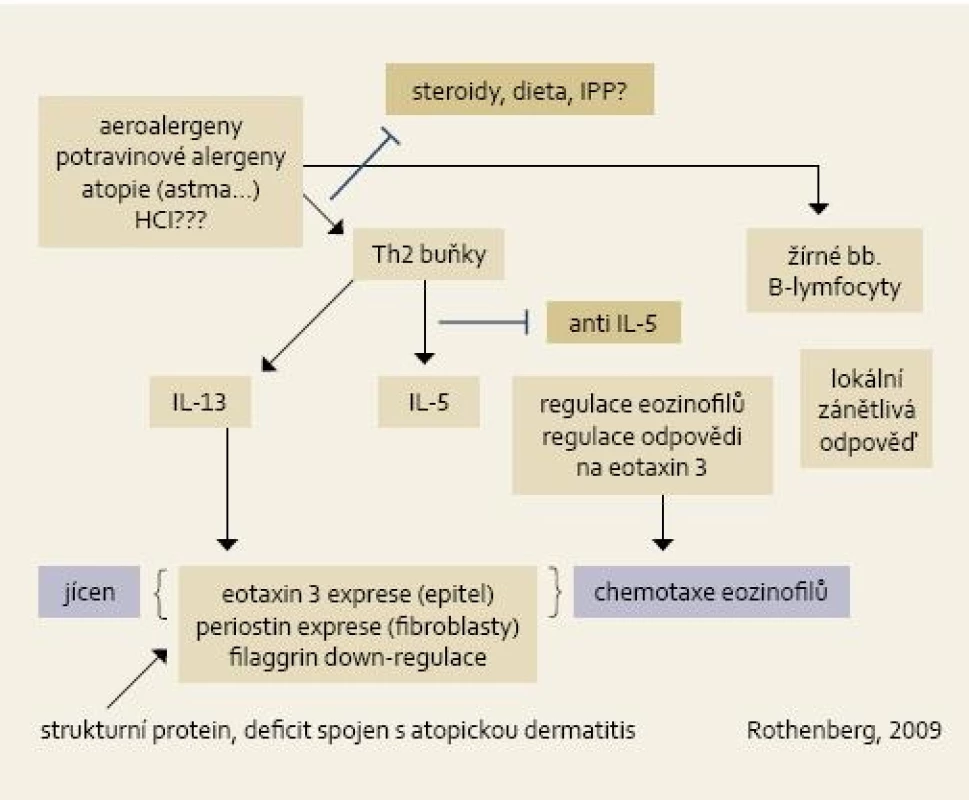 Patofyziologické schéma vzniku EoE. Hlavní úlohu hrají alergeny u geneticky predisponovaného jedince a Th2 indukovaná imunitní odpověď. Klíčovou úlohu při chemotaxi eozinofilů mají jednak IL-13 a chemokin eotaxin. Ve schématu naznačena i místa terapeutického zásahu (steroidy, dieta, anti IL-5).
Fig. 2. Pathophysiological diagram of EoE origin. The main role is played by allergens in genetically predisposed individuals and Th2-induced immunity response. In the chemotaxis of eosinophils, both IL-13 and chemokine eotaxin play a crucial role. The diagram also indicated sites of therapeutical intervention (steroids, diet, anti IL-5).