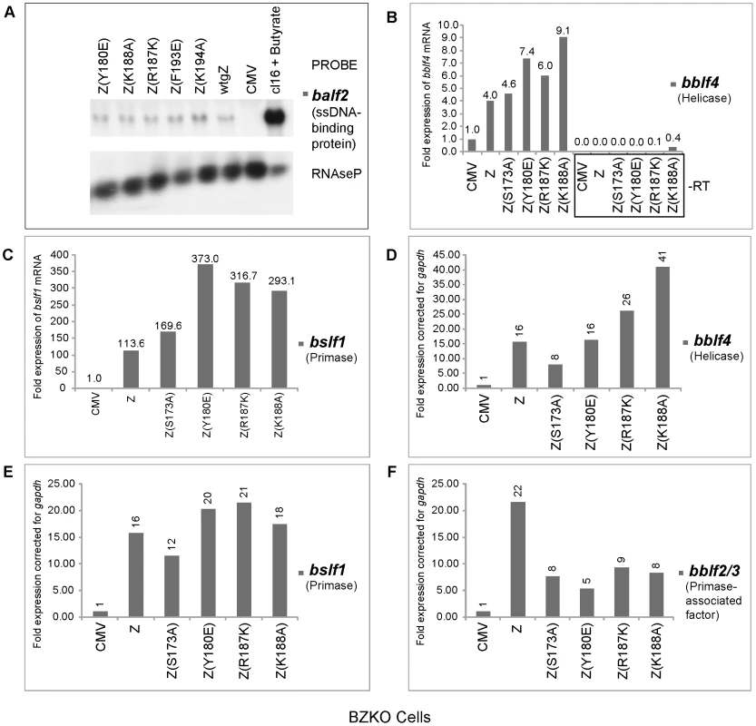 ZEBRA replication defective (RD) mutants are competent at activating expression of EBV genes encoding the viral lytic replication machinery.