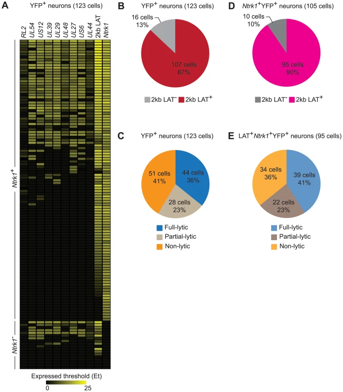 HSV gene expression in individual neurons during latency.