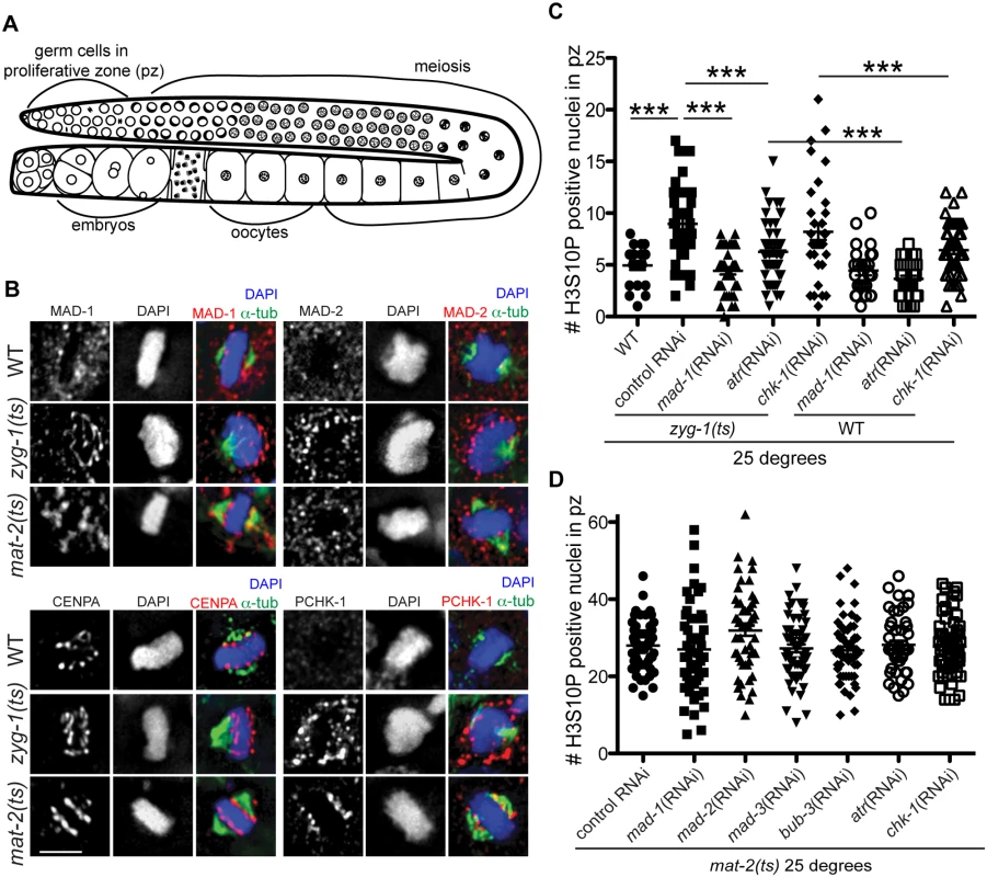 Both DDR and SAC components are responsive to metaphase perturbation.
