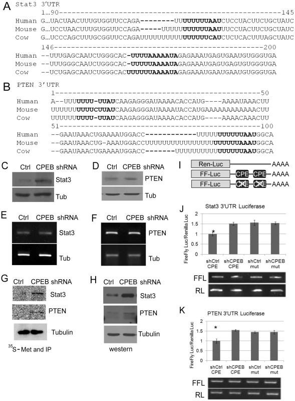 CPEB controls the synthesis of Stat3 and PTEN.
