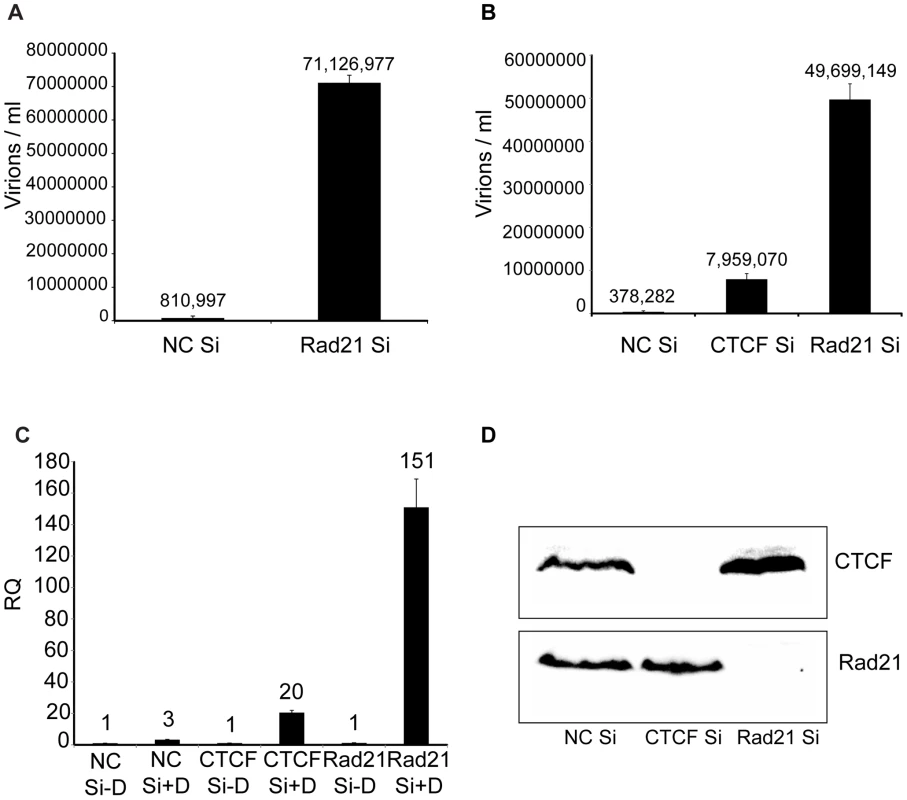KSHV virus production in cells depleted of Rad21.