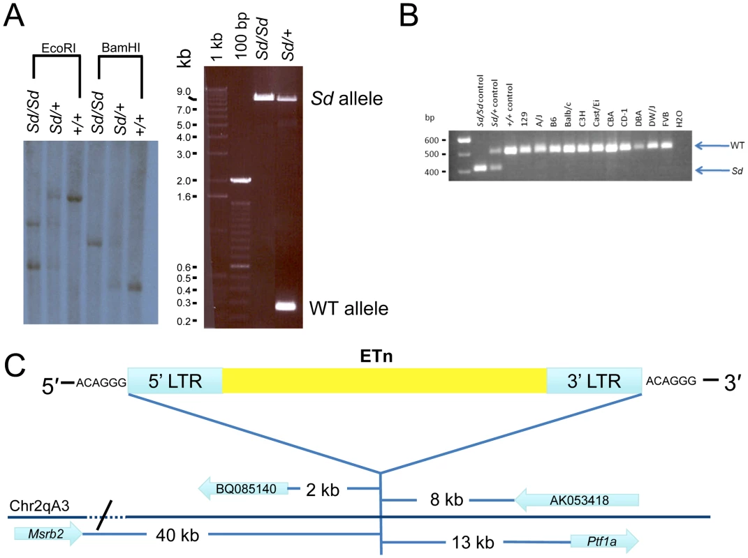 Confirmation and mapping of the <i>Sd</i> mutation.