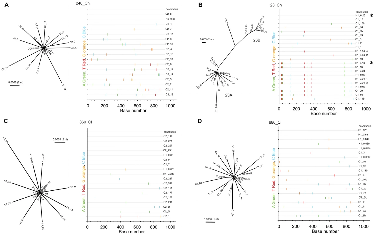 Founder virus analysis based on partial E2 region of the viral genome.