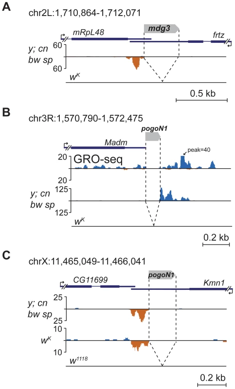 TE insertions into the 3′UTR regions induce formation of the 3′-directed single-stranded piRNA clusters.