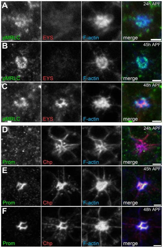Temporal profile of the coordination of actomyosin contraction, steric hindrance of adhesion, and secretion of an extracellular matrix.