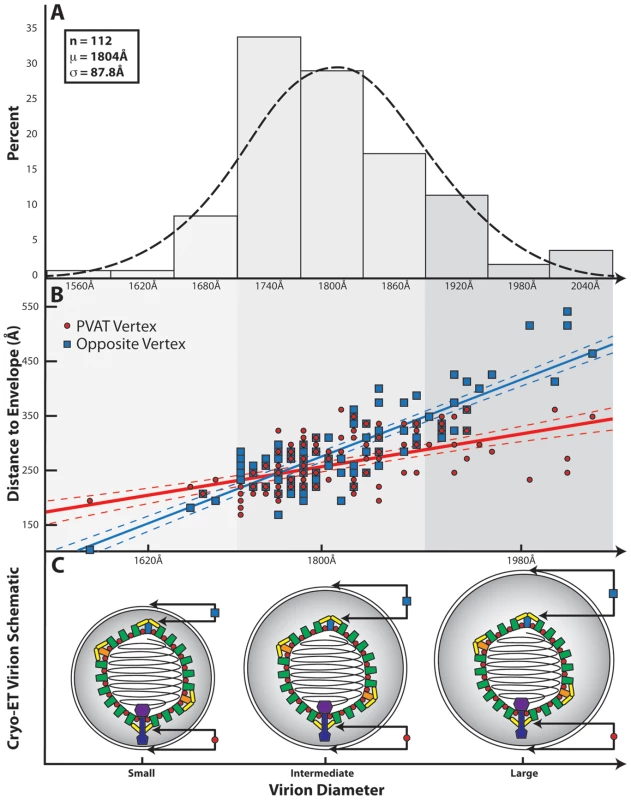 Influence of the PVAT on capsid-envelope eccentricity.