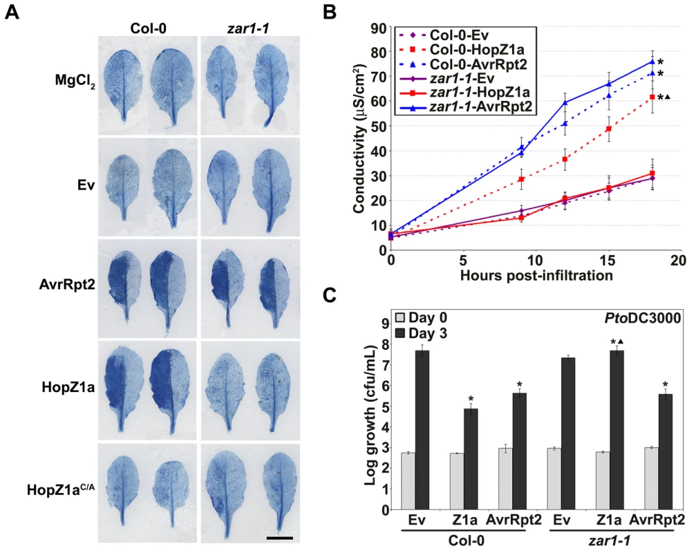 <i>zar1-1 Arabidopsis</i> plants do not display immunity against HopZ1a.