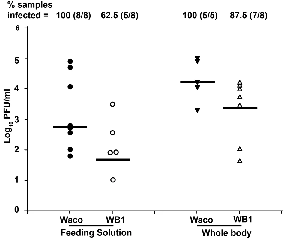 <i>In vitro</i> assay of DENV-2 transmission by Waco and WB1 mosquitoes at 14 days post-infection.