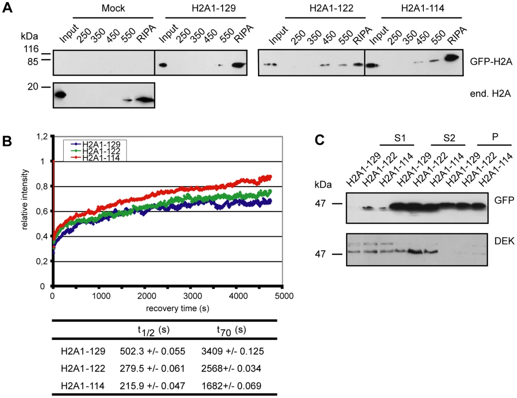Loss of the H2A C-terminal tail negatively affects nucleosome stability.