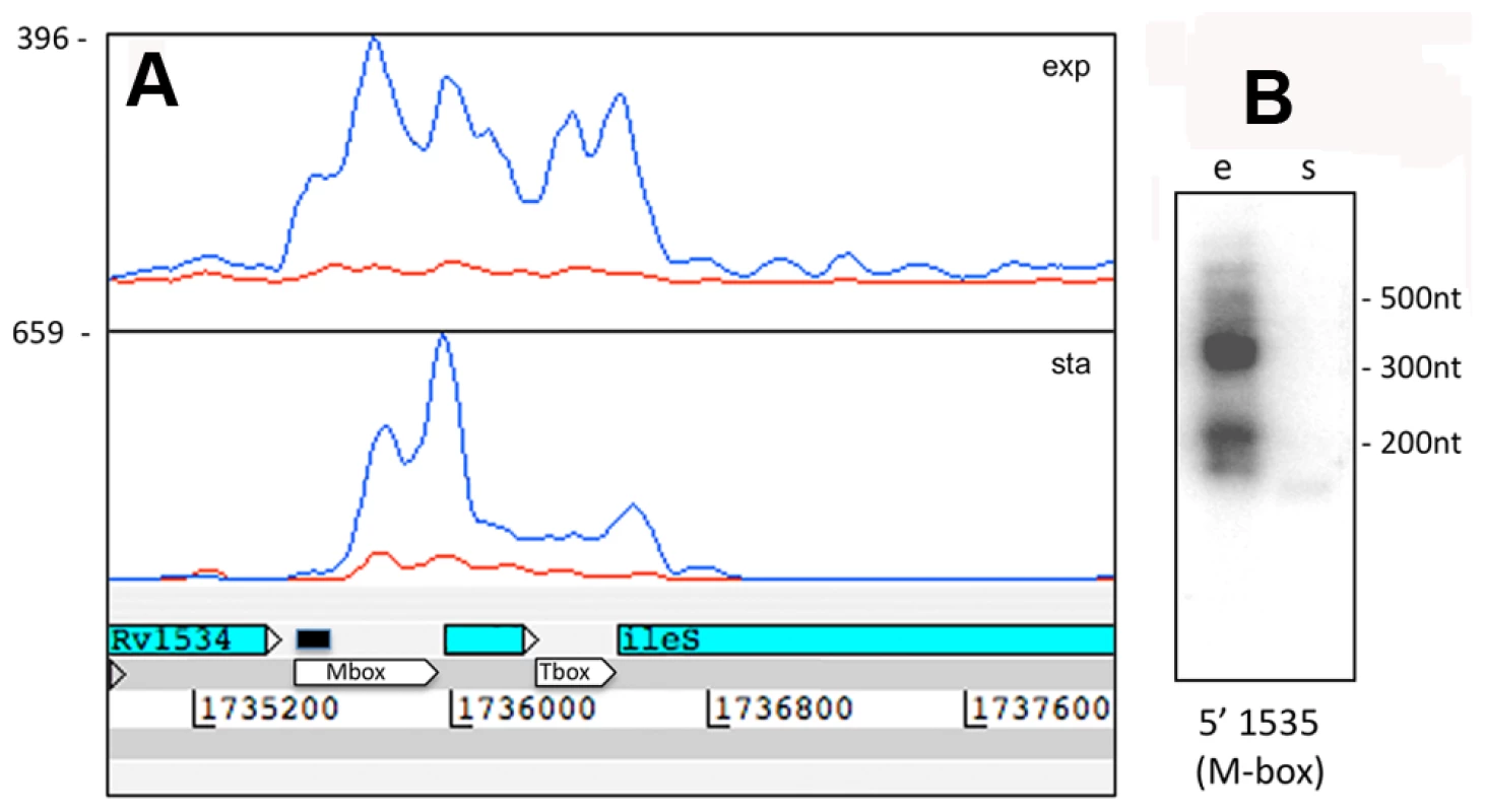 Rv1535 is flanked by two riboswitches.