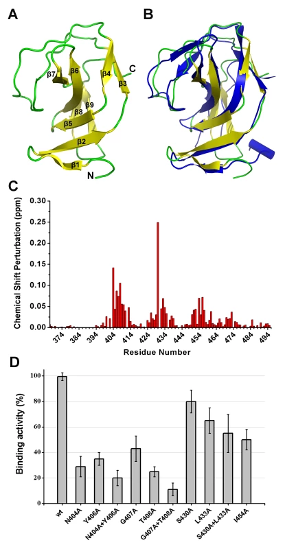 Structural and functional analysis of the LysGH15 SH3b domain.