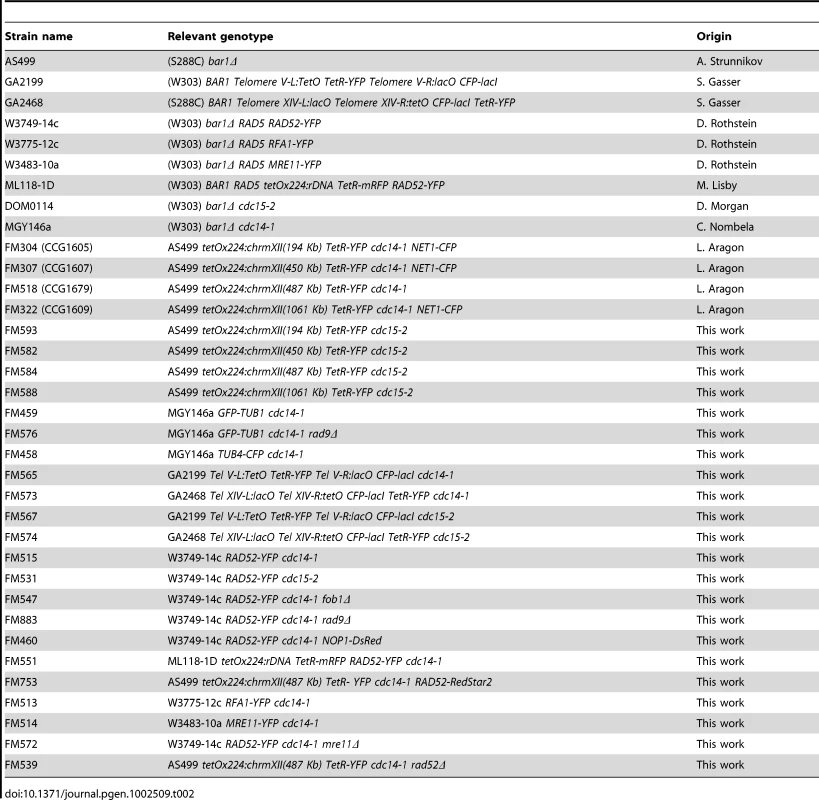 Strains used in this work.