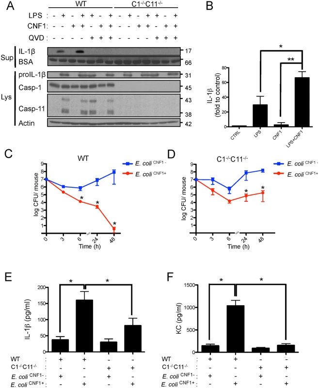 CNF1-triggered immunity requires inflammatory caspases.