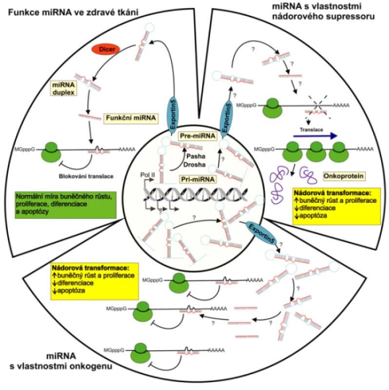 Biogeneze a možné biologické funkce miRNA
Primární transkripty miRNA genů, pri-miRNA, dlouhé i několik kilobází, jsou v jádře zpracovávány RNázou III zvanou Drosha a dvouřetězcovou RNA vázajícím proteinem Pasha na přibližně 70 nukleotidů dlouhé pre-miRNA. Pre-miRNA vytvářejí nedokonalé vlásenkové struktury, které jsou exportovány do cytoplazmy transportním proteinem nazývaným Exportin 5 a jsou dále štěpeny RNázou III označovanou Dicer na finální miRNA duplexy dlouhé přibližně 22 bazí. Zatímco jedno z vláken miRNA duplexu je zapojeno do inhibice translace případně degradace cílové mRNA, druhé vlákno je ihned odbouráno. Obrázek schématicky znázorňuje regulační funkci miRNA za fyziologických podmínek a při nádorové transformaci buňky, kdy může působit jako onkogen nebo nádorový supresor.