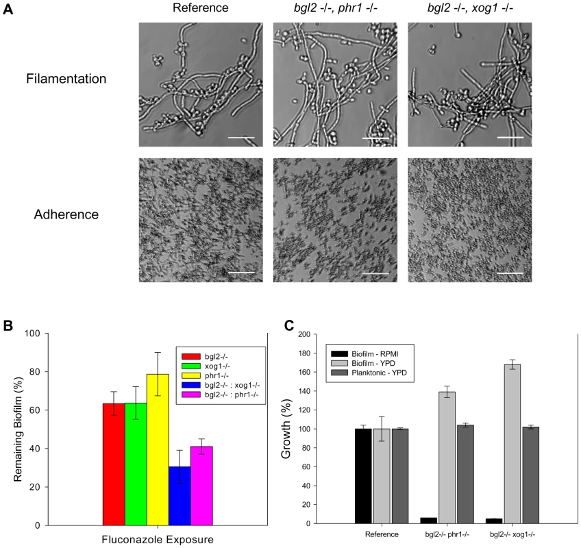 Analysis of glucan modifier double knockout strains.