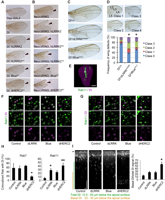 <i>LRRK2</i>, <i>HERC2</i> and <i>NEURL4</i> genetically interact with Dl signaling components in <i>Drosophila</i>.