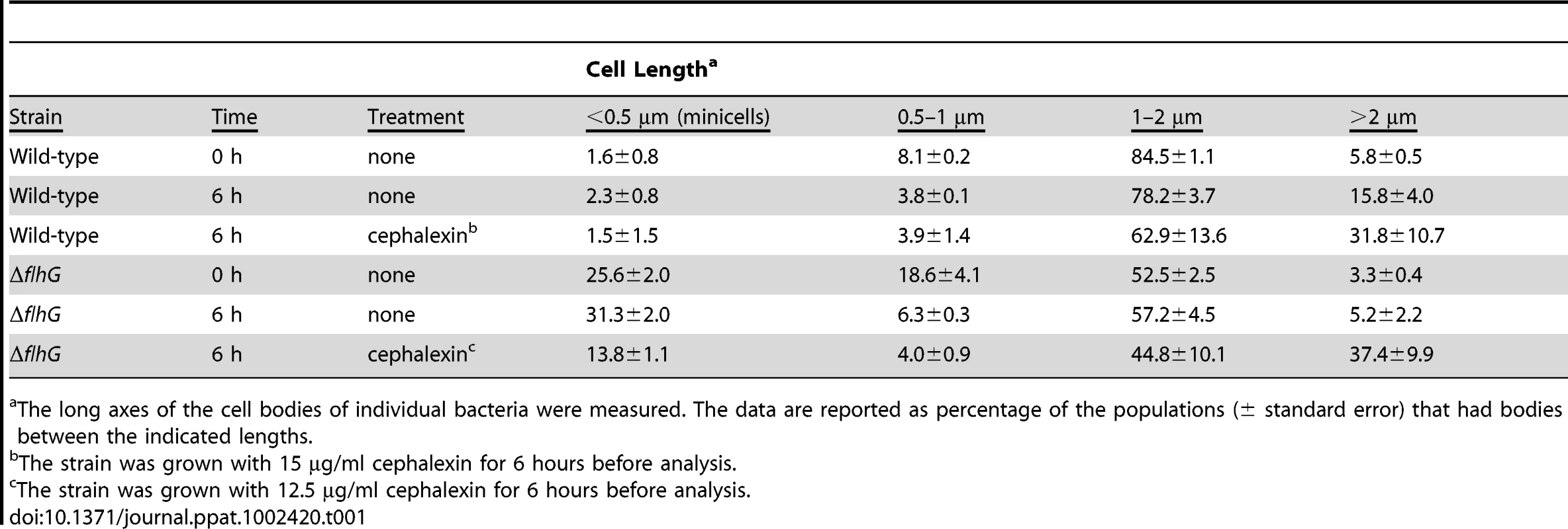 Minicell production in <i>C. jejuni</i> Δ<i>flhG</i> upon exposure with cephalexin.