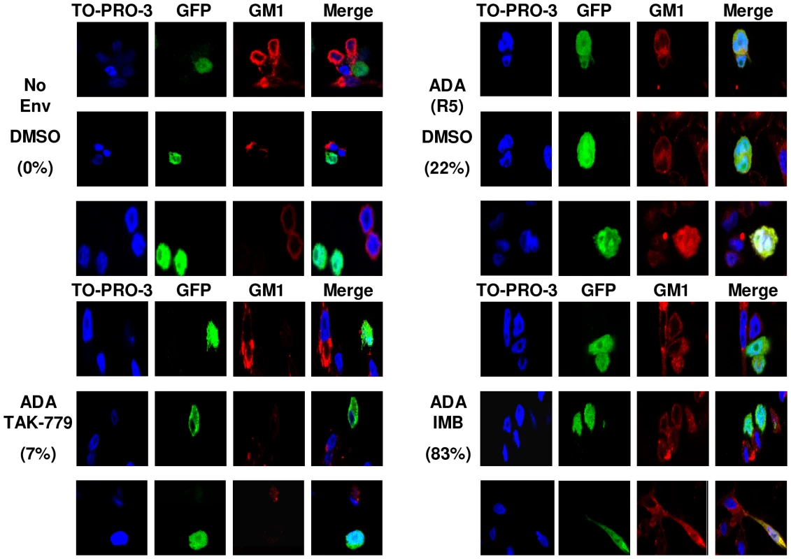 Abl kinase inhibitors arrest HIV-1 Env-mediated fusion at the hemifusion step.