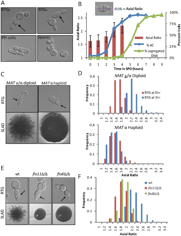 RTG from starvation results in three distinct cell morphologies.