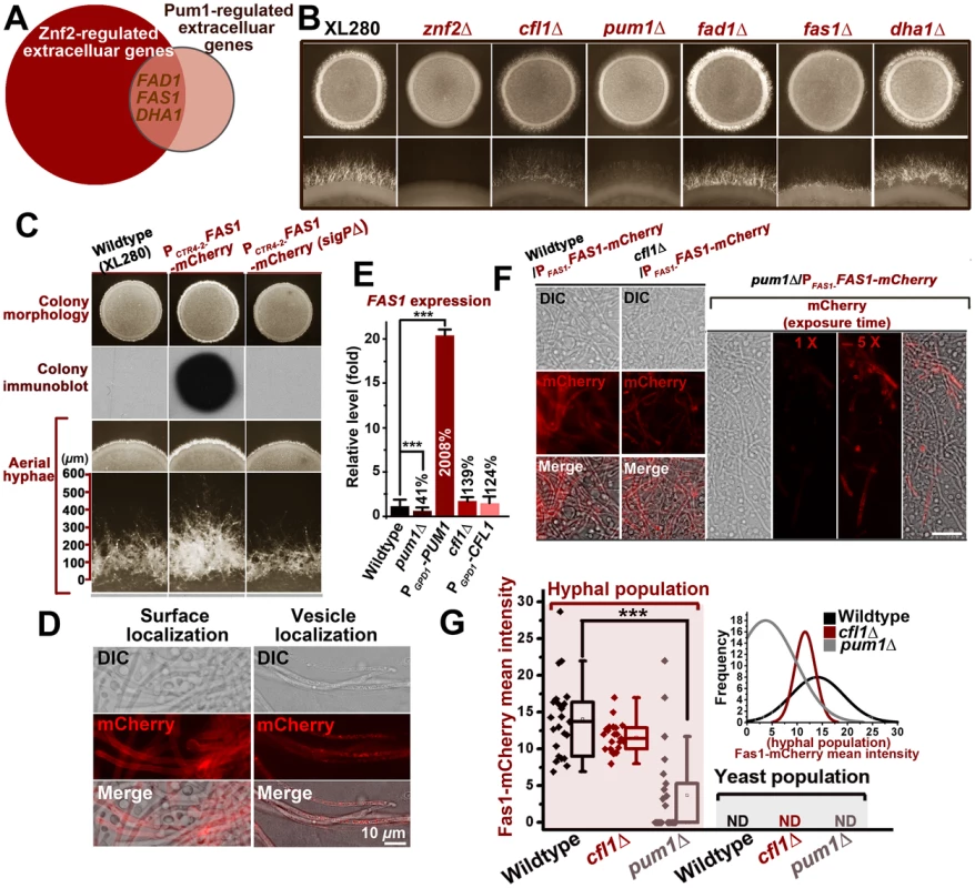 Pum1 directs hyphal initiation and extension partially through a novel hypha-specific extracellular protein Fas1.