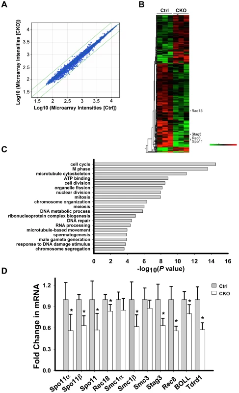 <i>Ikbkap</i> deletion results in transcriptional alteration.