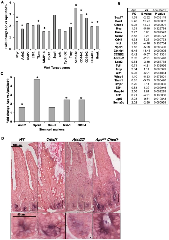 Expression levels of Wnt target genes after loss of <i>Cited</i>.
