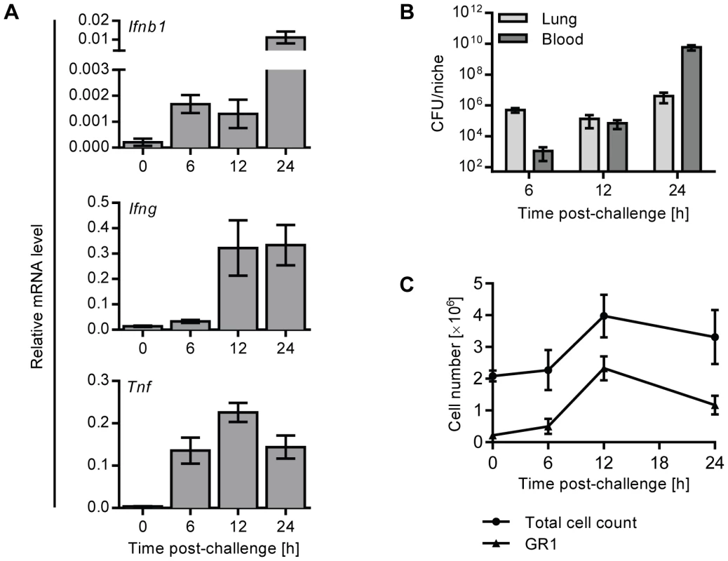 Expression of IFNβ is upregulated early in the lungs of mice upon intranasal pneumococcal infection.