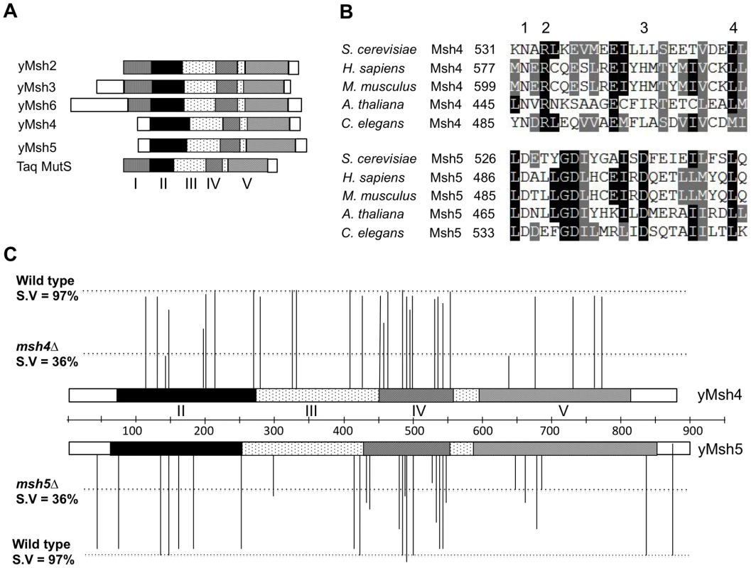 Structure-function analysis of <i>msh4</i>, <i>msh5</i> alleles.