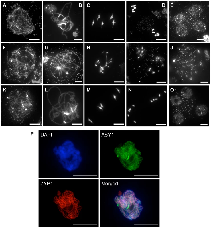 Progression of meiosis in WT (A to E), <i>rad51/rad51</i> (F to J) and <i>rad51/rad51</i> plants expressing the RAD51-GFP fusion protein (K to O).