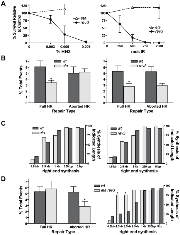 Flies lacking pol eta and the catalytic subunit of pol zeta are HR–deficient.