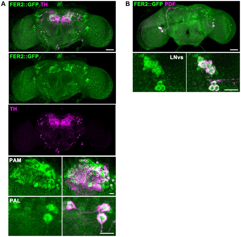 FER2 expression in the brain.