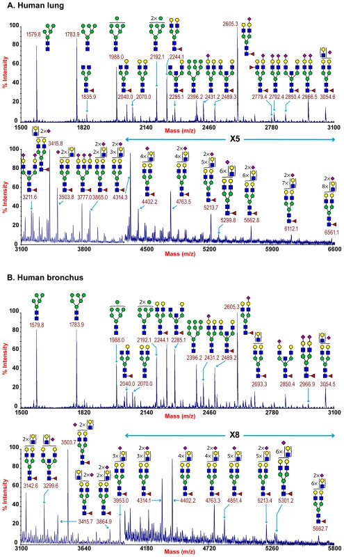 N-glycan profile of lung and bronchus.