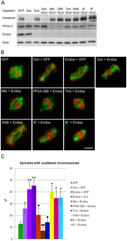 Mitotic defects of <i>endos</i> knockdown are suppressed by <i>PP2A</i>-<i>twins/B55</i> knockdown.