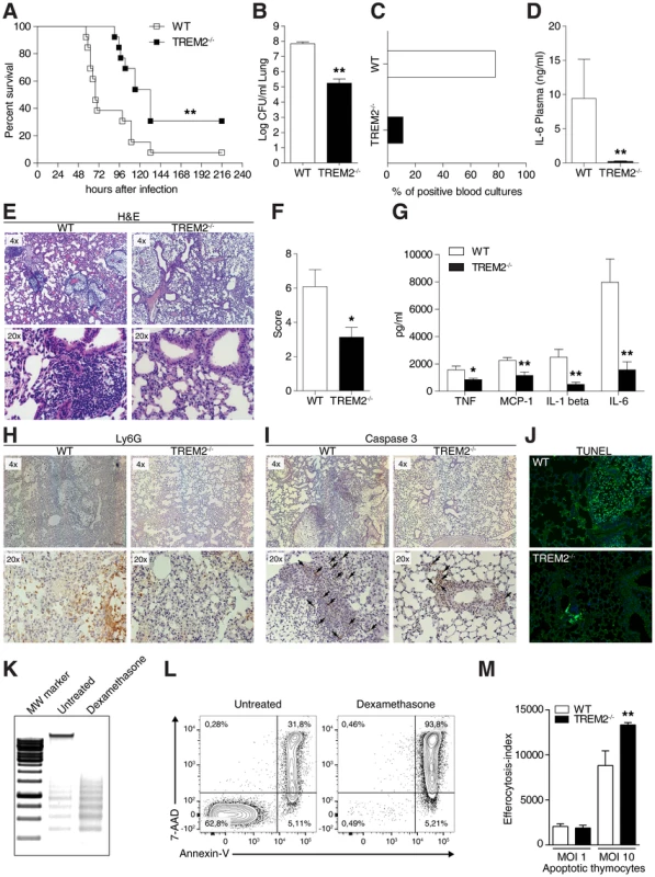 TREM-2 deficiency improves outcome during pneumococcal pneumonia.