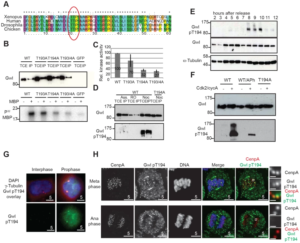 Gwl Thr194 is an essential Cdk1 phosphorylation site.