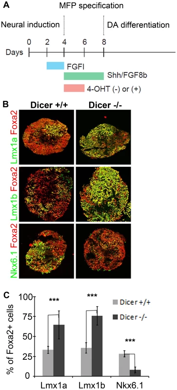 Embryoid bodies lacking <i>Dicer1</i> display FP progenitor allocation changes.