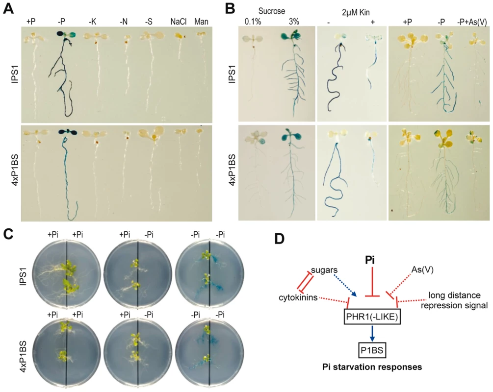 P1BS is an integrator <i>cis</i> motif in Pi starvation signalling.