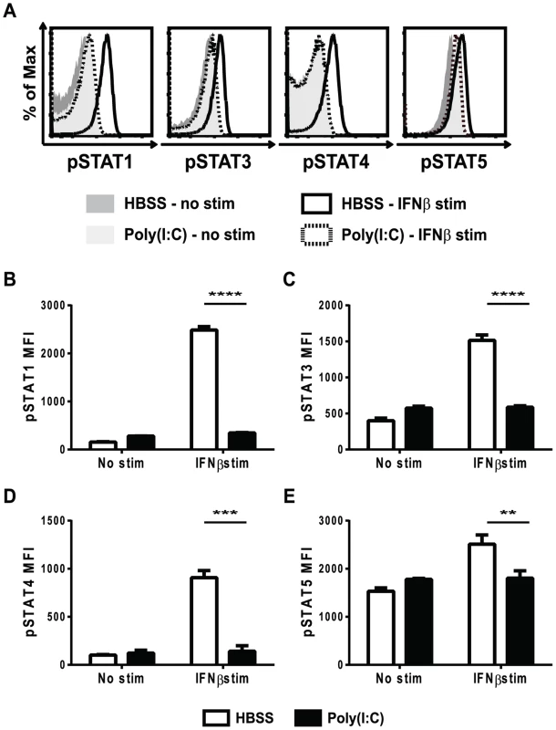 Poly(I∶C)-pretreated CD8 T cells are refractory to IFNβ stimulation in terms of STAT phosphorylation.