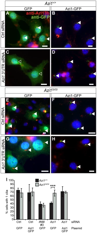 <i>Azi1</i> null MEFs have compensated for the loss of <i>Azi1</i>.