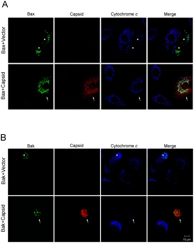Capsid expression prevents Bax-induced release of cytochrome <i>c</i> from mitochondria.